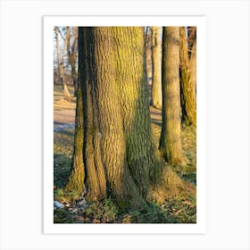 Tree trunk in the evening light 1 Art Print