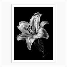 Black And White Lily Art Print