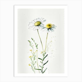 Chamomile Herb Minimalist Watercolour 3 Art Print