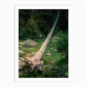 Fallen Tree In The Forest 20180801 30pub Art Print