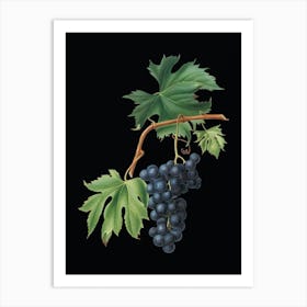 Vintage Brachetto Grape Botanical Illustration on Solid Black n.0003 Art Print