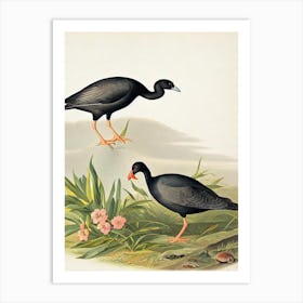 Coot James Audubon Vintage Style Bird Art Print