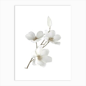 White Magnolia Art Print