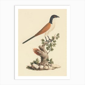 Blue Headed Coucal, Luigi Balugani Art Print