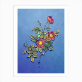 Vintage Alpine Rose Botanical Art on Blue Perennial n.0292 Art Print