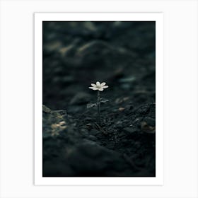 Flower In The Dark 17 Art Print