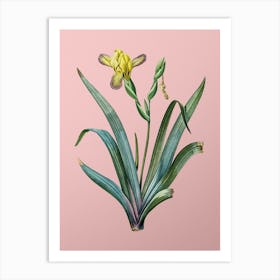 Vintage Hungarian Iris Botanical on Soft Pink n.0554 Art Print