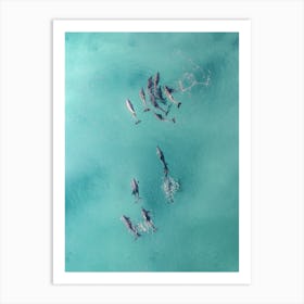 Blue Water Dolphins Art Print