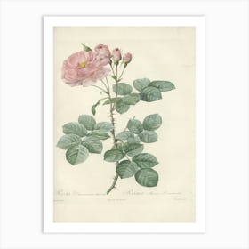 Rose Illustration, Pierre Joseph Redoute (41) Art Print