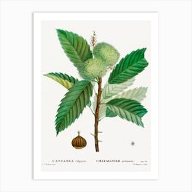 Sweet Chestnut, Pierre Joseph Redoute Art Print