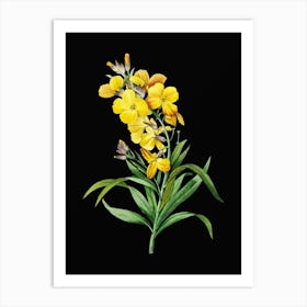 Vintage Cheiranthus Flower Botanical Illustration on Solid Black n.0031 Art Print