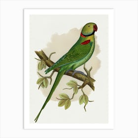 Parrot 22 Art Print