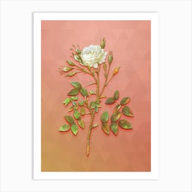 Vintage White Rose Of Rosenberg Botanical Art on Peach Pink n.0401 Art Print