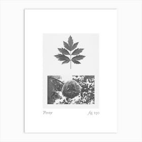 Peony Botanical Collage 4 Art Print