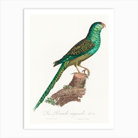 The Ingambe Parakeet From Natural History Of Parrots, Francois Levaillant Art Print