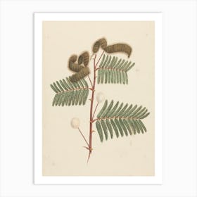 Mimosa Pigra (L.), Luigi Balugani Art Print