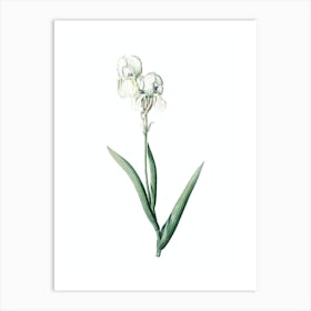 Vintage Tall Bearded Iris Botanical Illustration on Pure White n.0767 Art Print