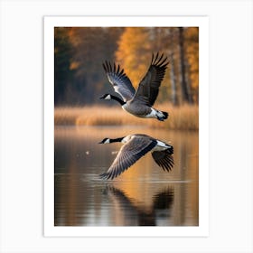 Canadian Goose Mid Flight Over A Serene Lake Reflection Shimmering On The Waters Surface Autumn (1) Art Print