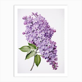 Lilacs Flower Vintage Botanical 3 Art Print