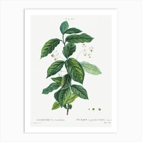 Broadleaf Spindle, Pierre Joseph Redoute Art Print