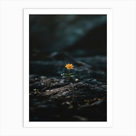 Flower On A Rock 6 Art Print