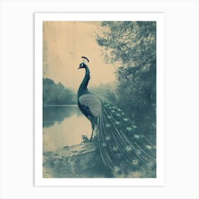 Vintage Peacock By The Lake Cyanotype Inspired 2 Art Print