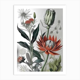 Botanical Illustration 1 Art Print