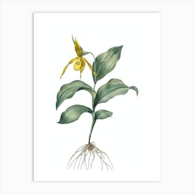 Vintage Ladys Slipper Orchid Botanical Illustration on Pure White Art Print