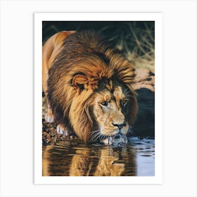 Barbary Lion Drinking From A Water Acrylic Painting 1 Art Print