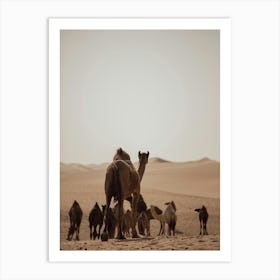 Caravan of Camels leader- Al Wathba Abu Dhabi UAE photo print - moody animal photography art Art Print Art Print