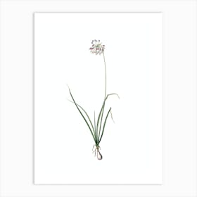 Vintage Nodding Onion Botanical Illustration on Pure White n.0599 Art Print