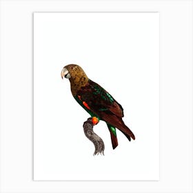 Vintage Brown Necked Parrot Bird Illustration on Pure White Art Print