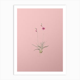 Vintage Ixia Crispa Botanical on Soft Pink n.0561 Art Print