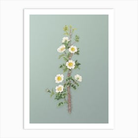 Vintage Scotch Rose Bloom Botanical Art on Mint Green n.0400 Art Print