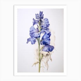 Pressed Flower Botanical Art Delphinium 2 Art Print