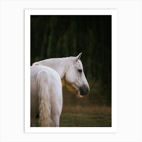 Part Arabian - Belgian horse photo print - moody animal photography art Art Print