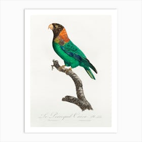 The Caica Parrot From Natural History Of Parrots, Francois Levaillant Art Print