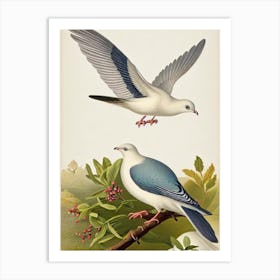 Dove 2 James Audubon Vintage Style Bird Art Print