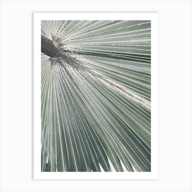 Palm Leaf 3 Art Print