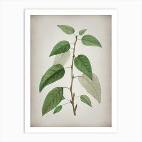 Vintage Balsam Poplar Leaves Botanical on Parchment n.0937 Art Print