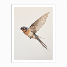 Vintage Bird Drawing Barn Swallow Art Print