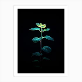 Plant On A Black Background Art Print