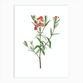 Vintage Bog Laurel Bloom Botanical Illustration on Pure White n.0121 Art Print