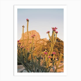 Purple Cactus Flowers Art Print