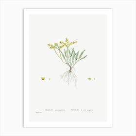 Sedum Sexangulare, Pierre Joseph Redoute Art Print