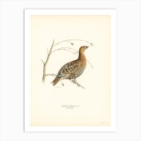 Black Grouse (Lyrurus Tetrix), The Von Wright Brothers Art Print