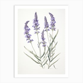 Lavender Flower Vintage Botanical 3 Art Print
