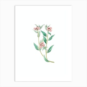 Vintage Long Branched Enothera Botanical Illustration on Pure White n.0307 Art Print