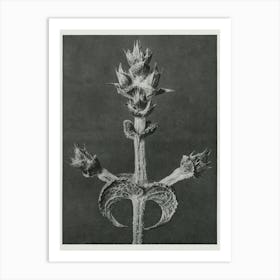 Mediterranean Sage (1928), Karl Blossfeldt Art Print