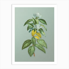Vintage Laurustinus Botanical Art on Mint Green n.0220 Art Print